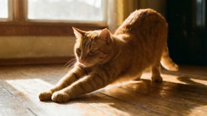 一只姜黄色虎斑猫在温暖的晨光中，于木地板上伸展身体。 — 猫 壁纸