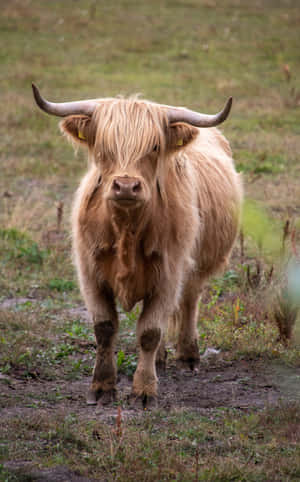 公牛图片 — Oppo Pad SE 壁纸