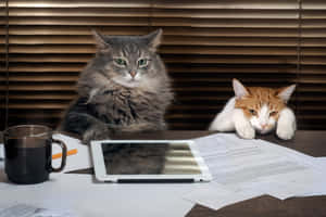 暴躁猫图片 — MacBook Air M3 壁纸
