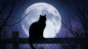 一只黑猫剪影映衬在满月之下。 — 猫 壁纸