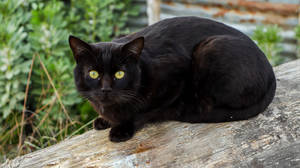 木桩上的黑猫 — 黑猫 壁纸