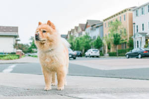 村庄里可爱的浅棕色小狗