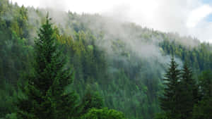 松树背景