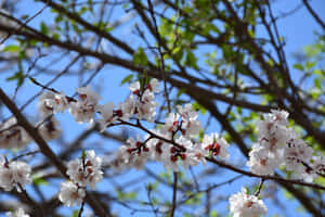 花树盛开，树枝背景，双重背景，蓝天 — 蓝天 壁纸