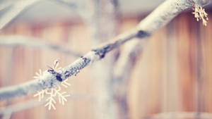 树枝上的雪花壁纸