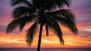 日落时分棕榈树剪影映衬海洋，热带夏日美学壁纸。 — 夏日美学 壁纸