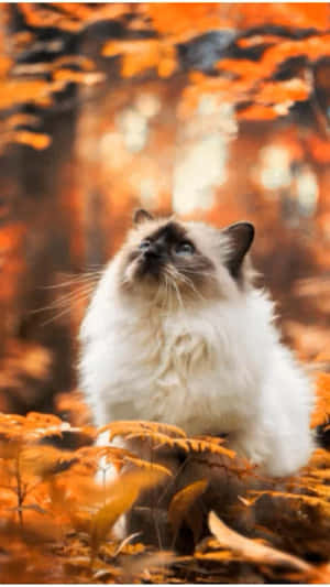 美丽猫咪图片 — 猫 壁纸