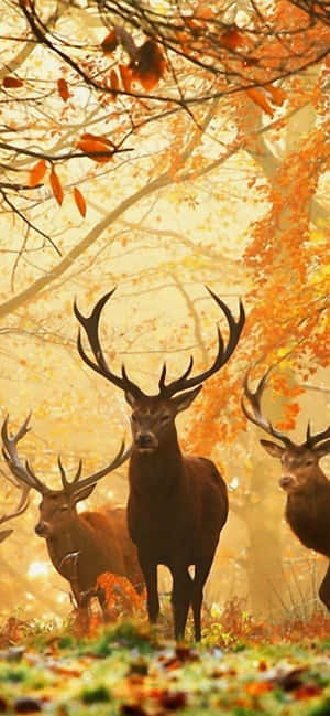 Iphone Xs Max Autumn Background — Infinix Hot 70 壁纸