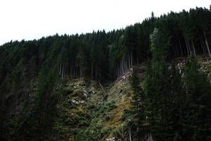 森林山缘壁纸