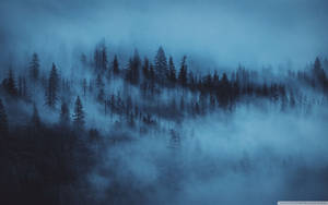 森林背景迷雾之夜 — 黑暗森林 壁纸