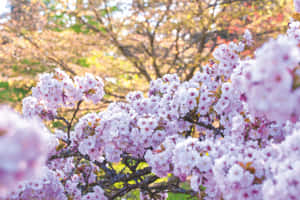 樱花图片 — 樱花 壁纸