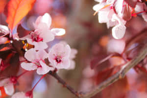 树枝图片 — 樱花 壁纸