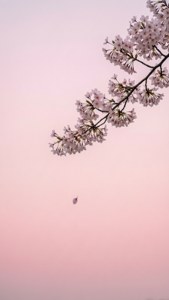 简约风格的樱花枝