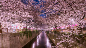 樱花背景 — 樱花 壁纸