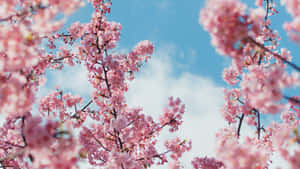 樱花背景 — 樱花 壁纸