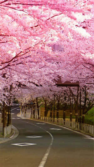 樱花背景 — 樱花 壁纸