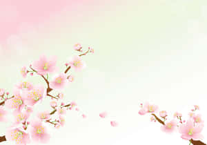 樱花背景 — 樱花 壁纸
