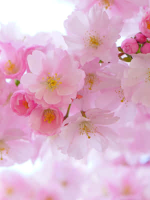 樱花背景 — 樱花 壁纸