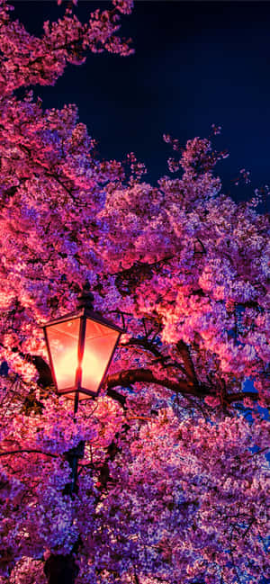 樱花背景 — Tecno Pop X 壁纸