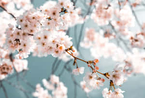 樱花背景 — 樱花 壁纸