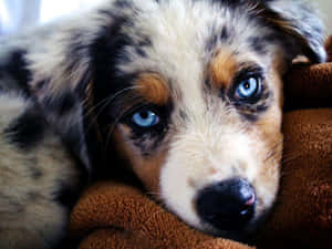 澳大利亚牧羊犬幼犬图片