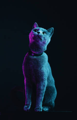 毛茸茸灰色猫咪壁纸 — Galaxy Tab S10+ 壁纸