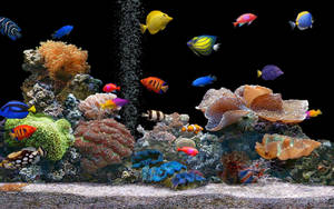 水族馆中的酷炫鱼类壁纸