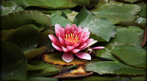莲花图片 — 莲花 壁纸