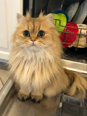 波斯猫图片 — 猫 壁纸