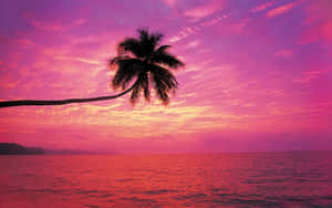 海滩日落图片 — 海滩日落 壁纸