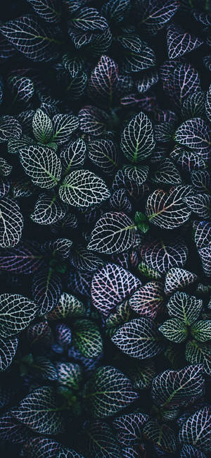 植物 iPhone — 银河A57 壁纸