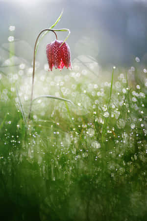 春日花园中清新的阵雨 — 华为Pura X 壁纸
