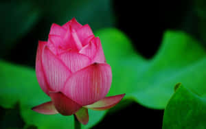 莲花图片 — 莲花 壁纸
