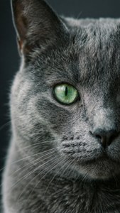 灰色猫咪在柔和炭黑背景下的炯炯绿眼。 — iPhone 6 壁纸