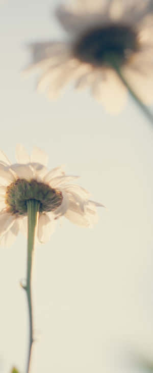 1080x2636 — Z Flip 5 壁纸