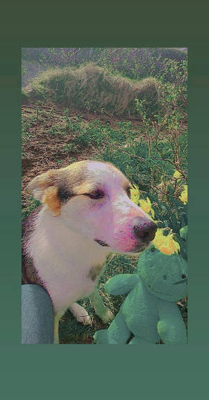 独立少年审美可爱狗狗