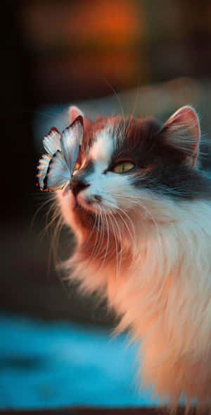 唯美猫咪图片 — Pixel 3 壁纸