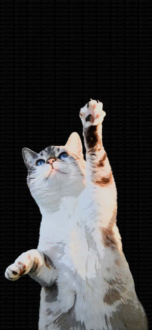 猫咪舞动抬起爪子.jpg — 跳舞的猫 壁纸