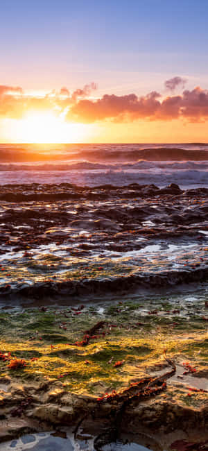 iPhone X 加州背景 — Vivo T 壁纸