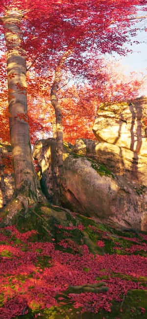 iPhone Xs Max 秋季背景 — HMD 壁纸