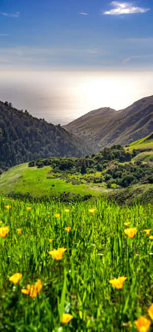 iPhone Xs California背景 — 银河A 壁纸