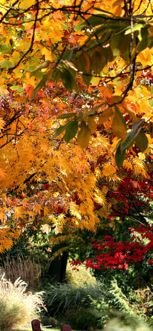 Iphone Xs Max Autumn Background — HMD 壁纸