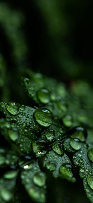 植物 iPhone — iPhone 17 壁纸