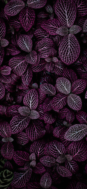 Plants iPhone — iPhone 18 Pro 壁纸