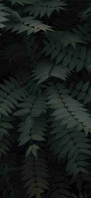 植物 iPhone — 银河A 壁纸