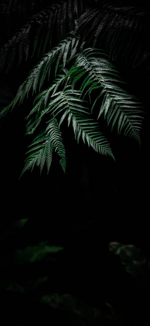 植物iPhone — 银河A27 壁纸