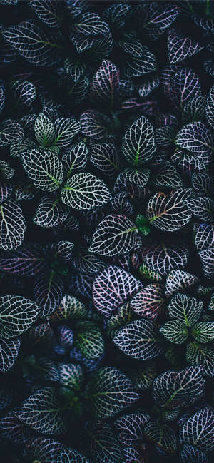植物iPhone — 银河A18 壁纸