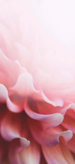 浅粉花卉iPhone — 小米17 Pro 壁纸