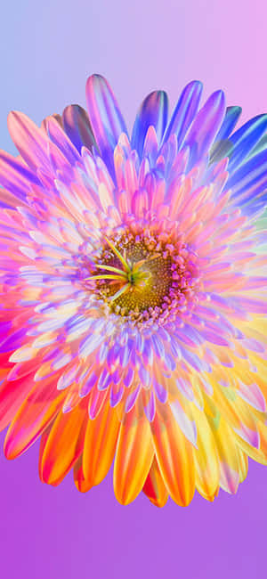 彩虹花朵iPhone — iPhone 11 Pro Max 壁纸