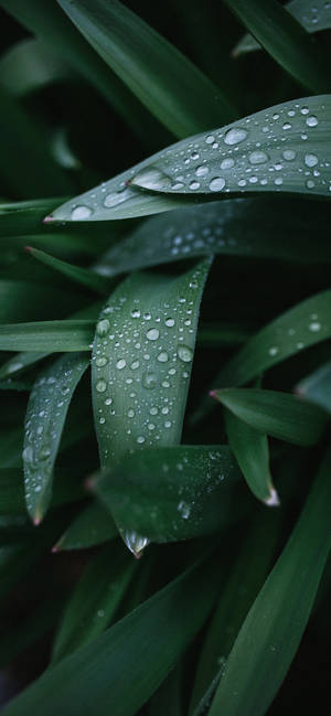 植物 iPhone — iPhone X 壁纸